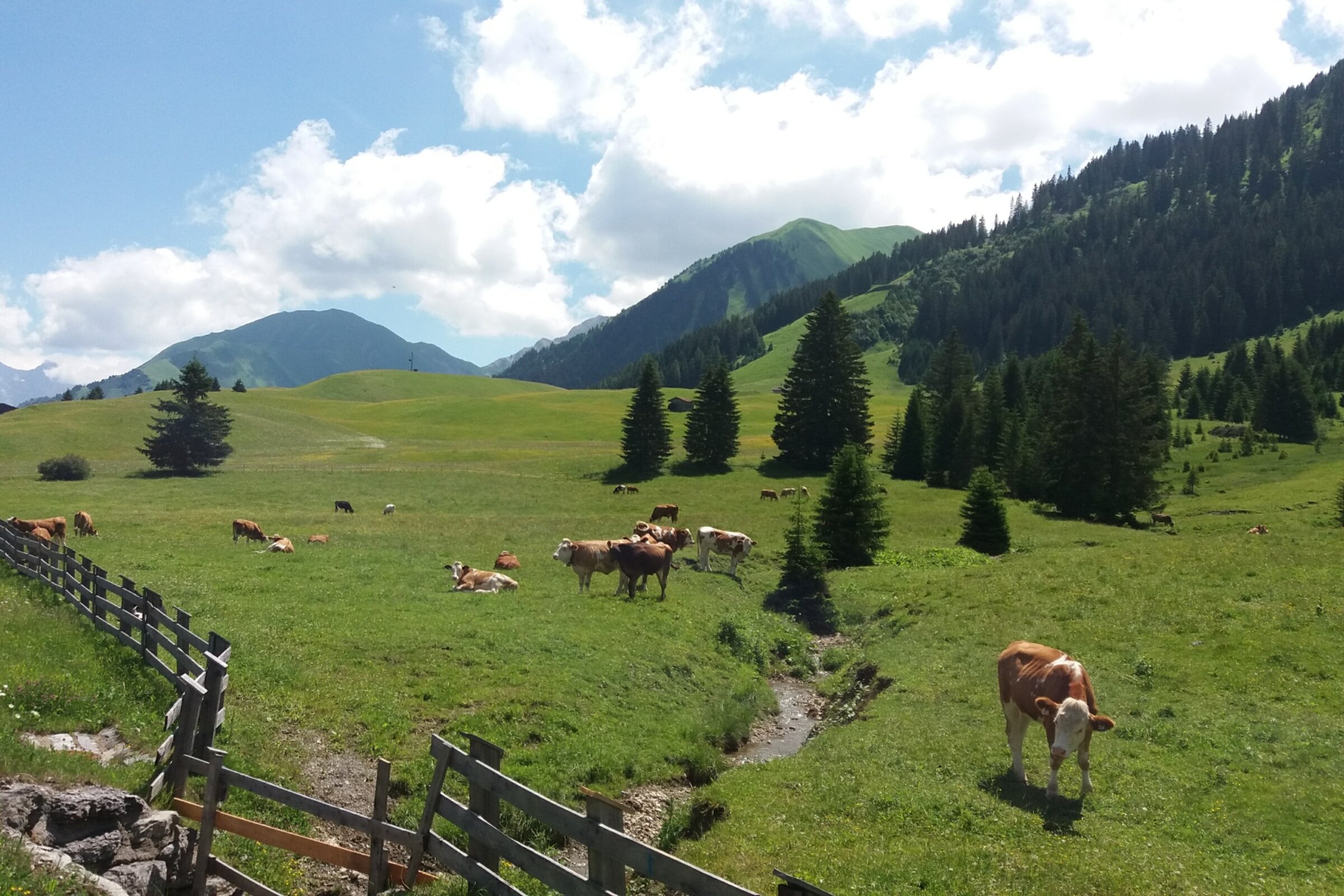 Koeien op de bergweide